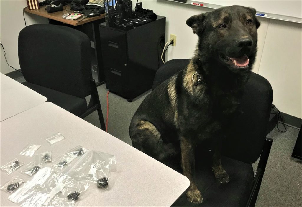 Sheriff's office honors Crescent City hero with K9 name, News