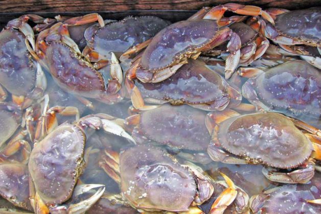 ODFW Opens Commercial Crab Season | Wild Coast Compass