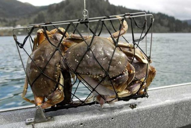 Crabbing Re-Opens Along Southern Oregon Coast | Wild Coast Compass