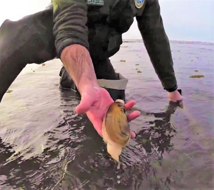 High Domoic Acid Levels Close Razor Clamming Along Northern California